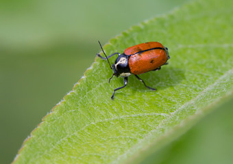 Красный жук