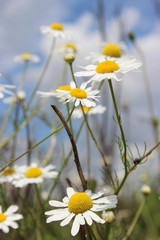 Fototapeta na wymiar Summer wildflowers during the day