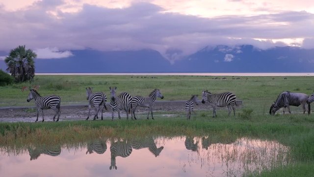 Infinity Swimming pool at Tarangire National park with Zebras grazing  - 4k