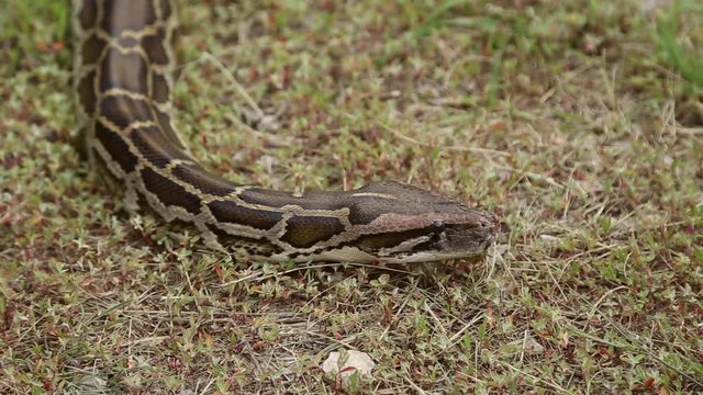Snake crawling on the ground, the Python sticks out its tongue 
