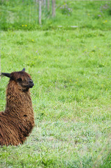 Brown lama in green grass © fullempty