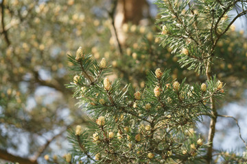 young pine branches with cones, sunny spring day