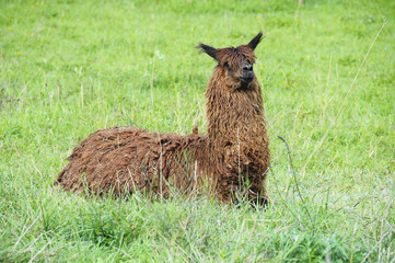 Brown lama in green grass © fullempty
