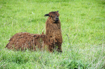 Brown lama in green grass © fullempty