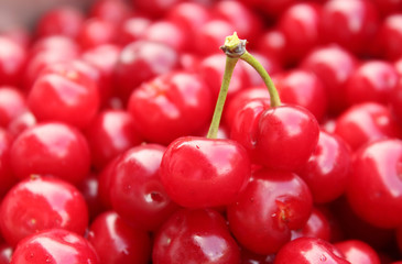 Sour cherries