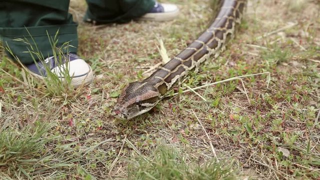 Snake crawling on the ground near the human legs, the Python sticks out its tongue, the man takes the snake by the tail and drags
