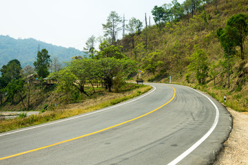 Fototapeta premium The road in the forest
