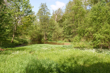 Fototapeta na wymiar small lake in the forest