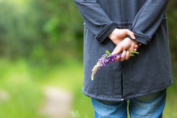 Woman hand holding wild lupinus flower