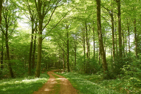 Fototapeta road leading through the beech forest