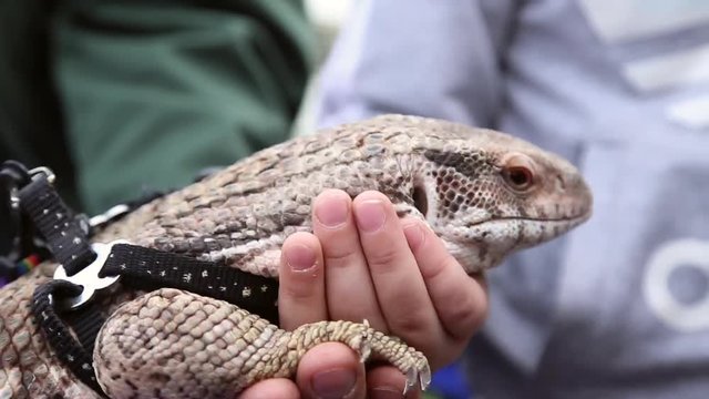 Lizard Varan on a leash, his master demonstrates the lizard to people at the city festival
