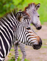 Fototapeta na wymiar Close up of two Zebra