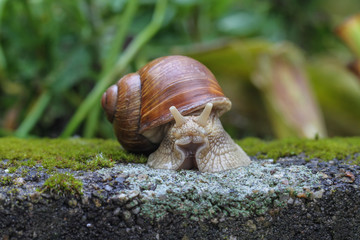 Weinbergschnecke im Detail