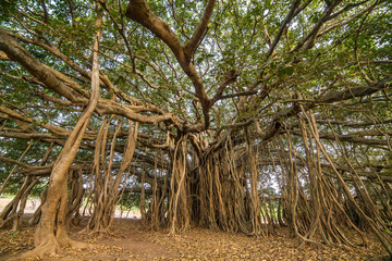 Fototapeta premium Tree of Life, Amazing Banyan Tree..