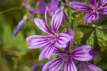 Fototapeta premium Macro violet flowers on blur background