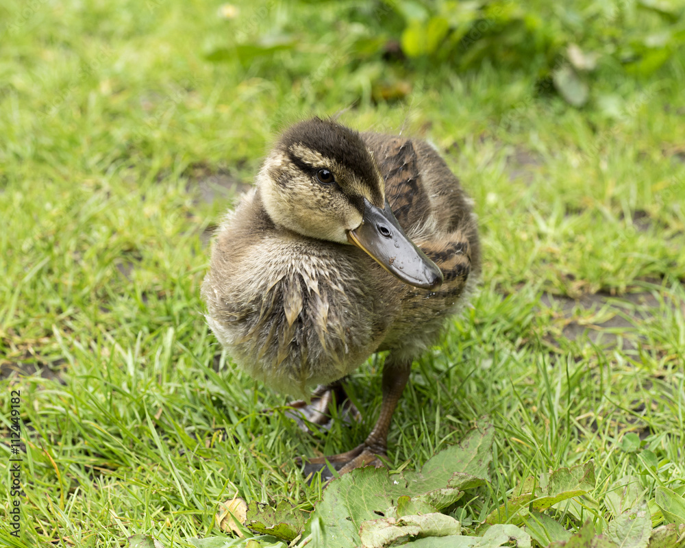 Canvas Prints Mallard chick