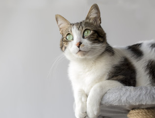 Fototapeta premium Kedi