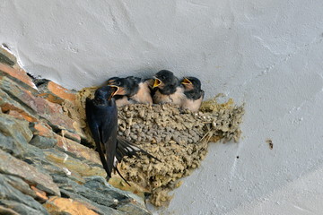 Hirondelles, bébés dans le nid