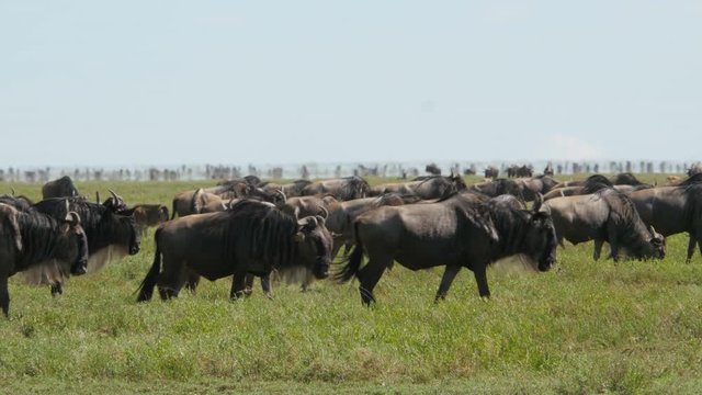 Huge amount of Wildebeests during migration in Serengeti national park Tanzania 