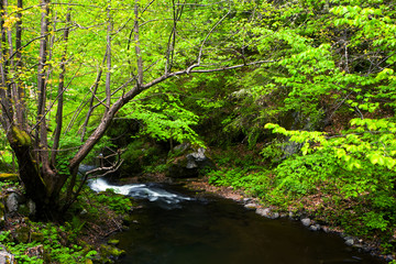 green river in bulgarian mountains