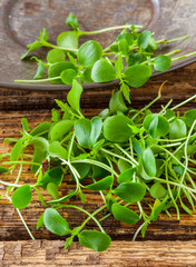 Tahoon Cress sprouts