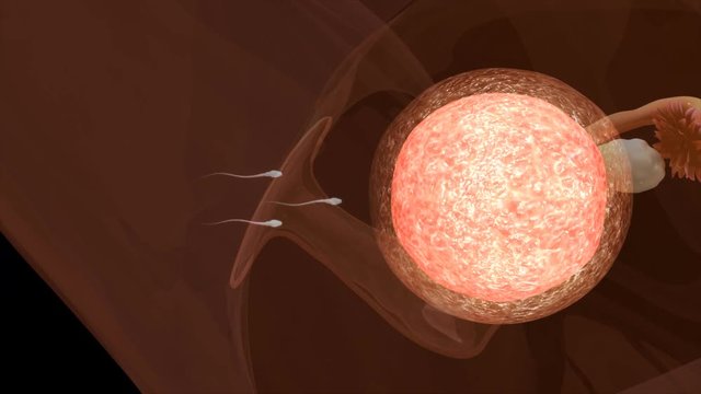 In vitro fertilization.