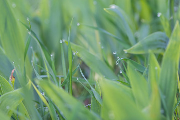 The grass in the garden after the rain close up