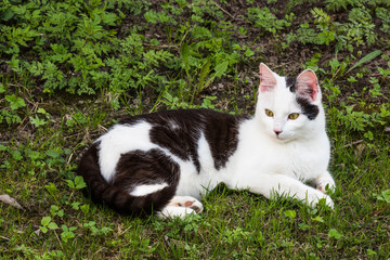 Black and white cat resting outdoors and watching at something