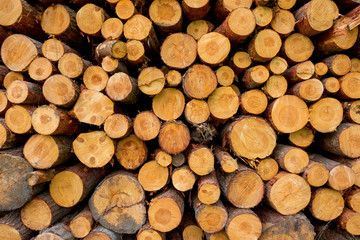 Eine Stapel frisch geschnittenes Holz