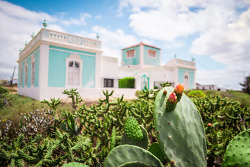 Blooming cactus in front of an colonial estate in Antigua at Fue