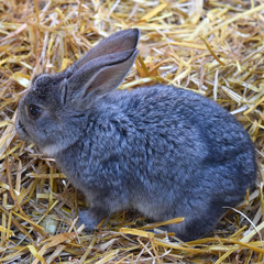 Cute grey bunny close up. Animal photo. Symbol New Year 2023