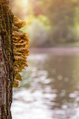 Wood mushrooms on a tree. On the right is blurred pond.