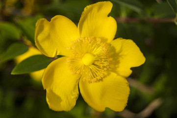 Wallpaper Macro Yellow flowers on green background