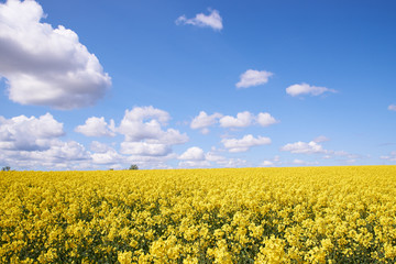 field of rapeseed under a blue sky and white clouds