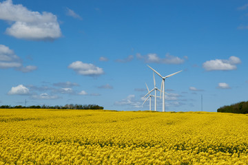 field of rapeseed under a blue sky and white clouds
