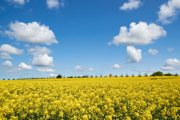 Obraz premium field of rapeseed under a blue sky and white clouds