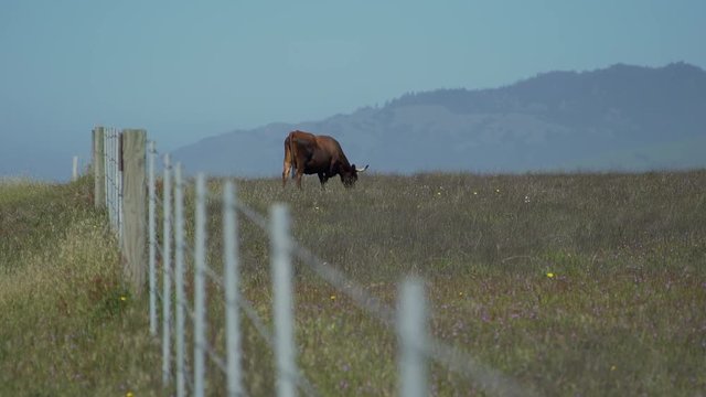 Beautiful cow grazes near the fance