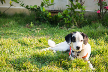 Black and white dog playing in garden