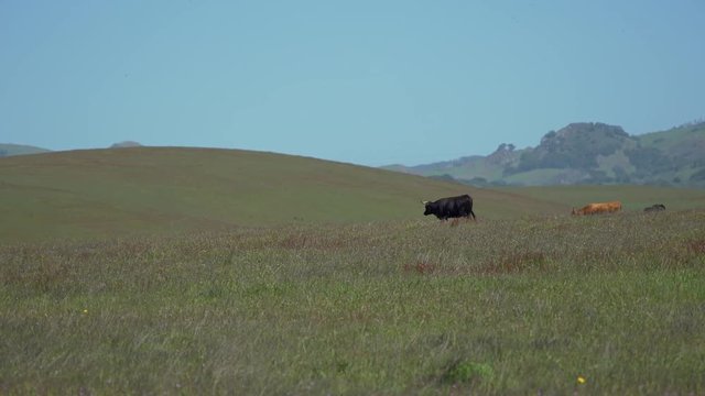 Beautiful cows walking in meadow