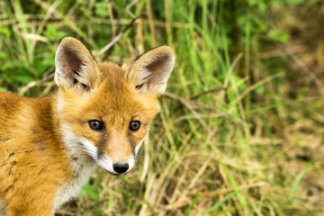 Gesicht eines kleinen Fuchses im Spreewald
