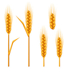 Ears of wheat, barley or rye. Agricultural image for decoration bread packaging, beer labels, brochures and advertising booklets