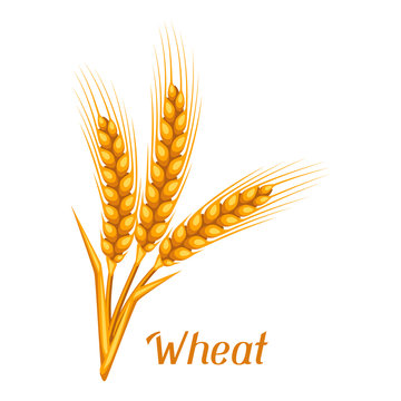 Bunch of wheat, barley or rye ears. Agricultural image for decoration bread packaging, beer labels, brochures and advertising booklets