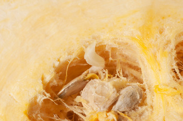 Pumpkin close up