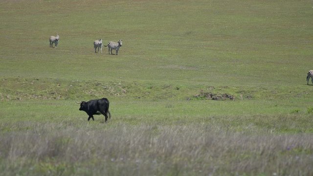 Zebras grazing on a sunny spring day near cattle