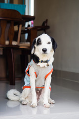Dressed black and white dog sitting in a house
