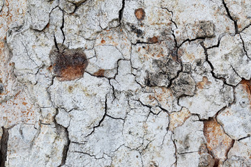 Tree bark detail for background.