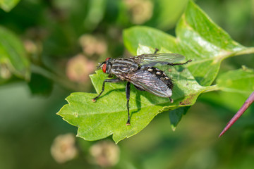 Graue Fleischfliege (Sarcophaga carnaria) auf einer Pflanze