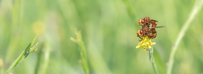 Gemeine Breitstirnblasenkopffliege (Sicus ferrugineus) Pärchen bei der Paarung