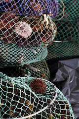Raccolta e vendita di ricci di mare # 9