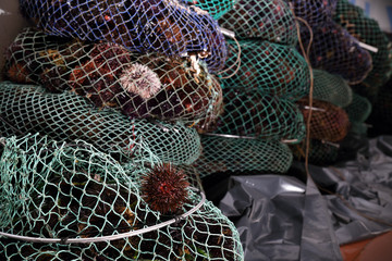 Raccolta e vendita di ricci di mare # 7